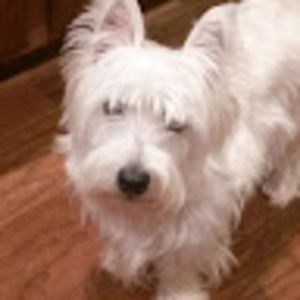 Meet your Posher, Ariana